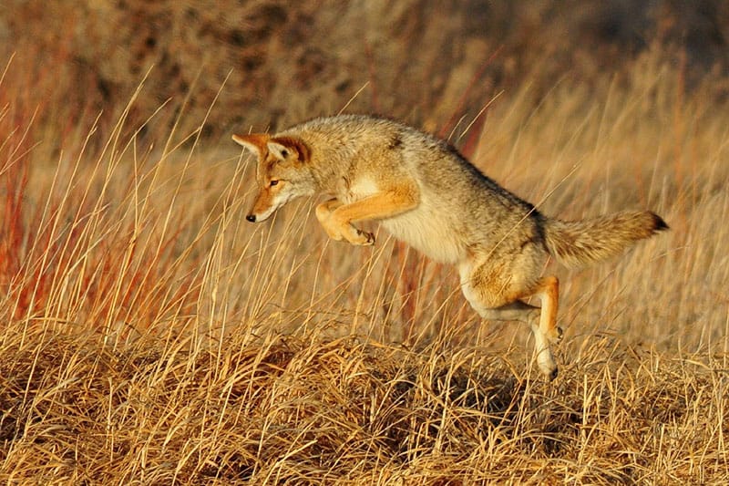 Coyotes in California (Facts, Pictures) - Wildlife Informer