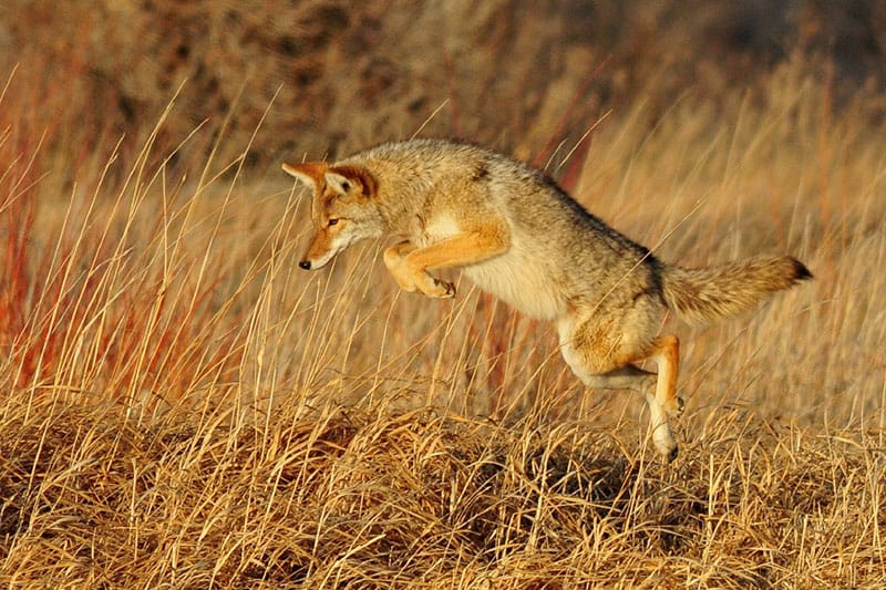 Do Coyotes Hunt In Packs Wildlife Informer