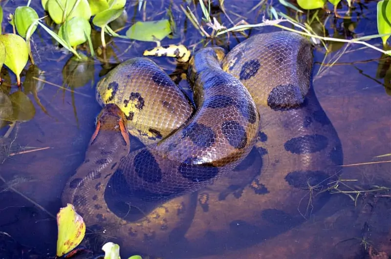 12 Dieren Die In Tropische Regenwouden Leven met Foto s Wildlife 12 Dieren Die In Tropische Regenwouden Leven met Foto s Wildlife