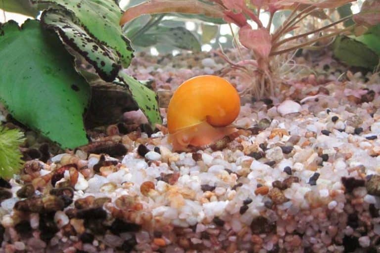 Do Snails Lay Eggs? Wildlife Informer