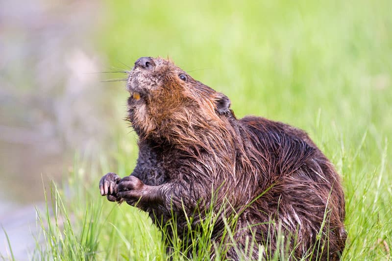 Do Beavers Live In Their Dams Wildlife Informer