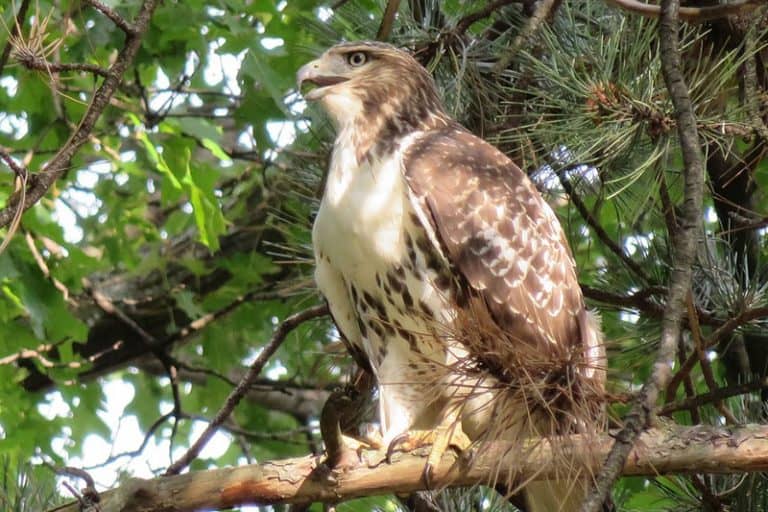 9 Types of Hawks in Utah (Pictures and Facts) Wildlife Informer