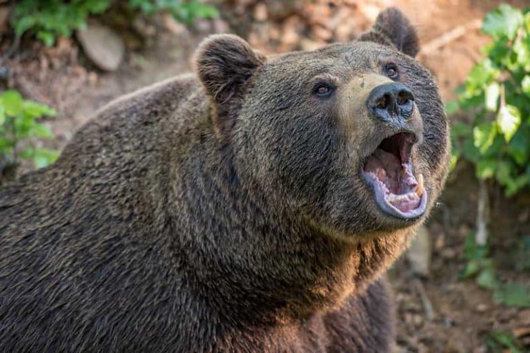 grizzly-bear-vs-kodiak-bear-vs-brown-bear-what-s-the-difference