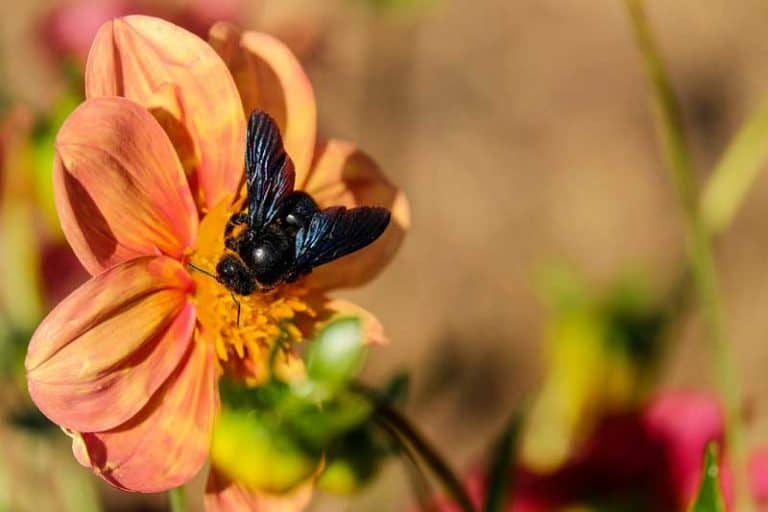 Do Carpenter Bees Pollinate? (Explained) Wildlife Informer