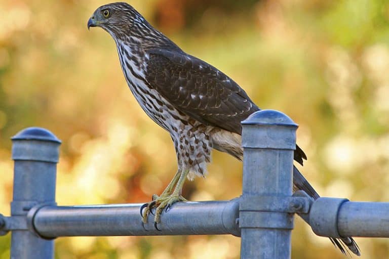 8 Species of Hawks in New Hampshire (With Pictures) Wildlife Informer