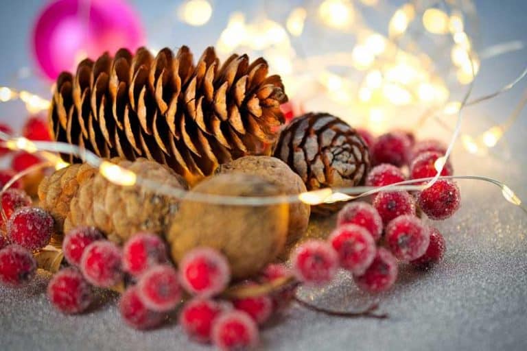 Do Pine Trees Grow From Pine Cones? Wildlife Informer