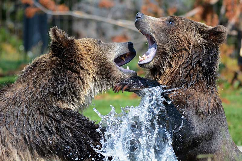 gorilla vs grizzly bear