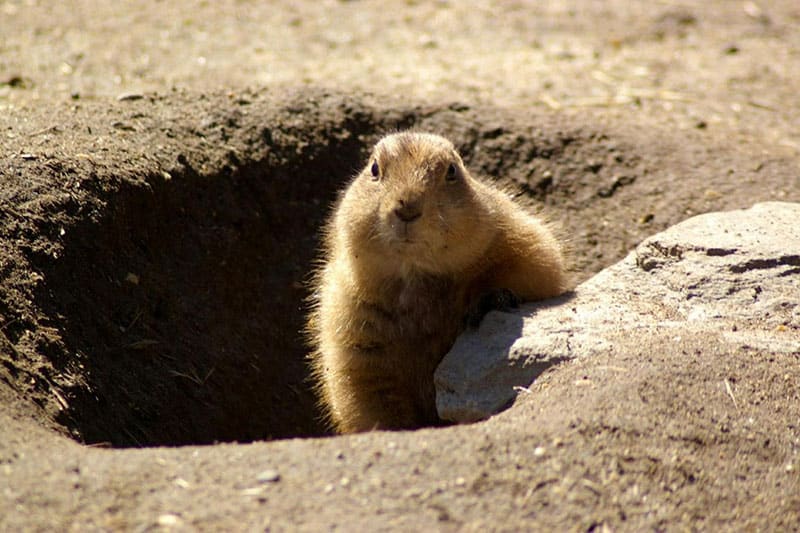 are groundhogs mean to dogs