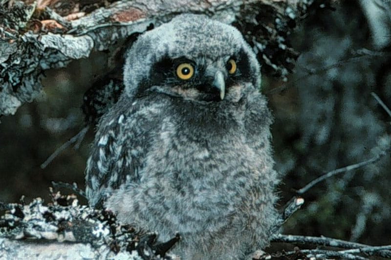 The 6 Types of Owls in Wisconsin (Pics) Wildlife Informer