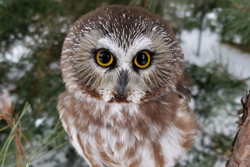 Owls in Ontario (11 Different Species) - Bird Feeder Hub