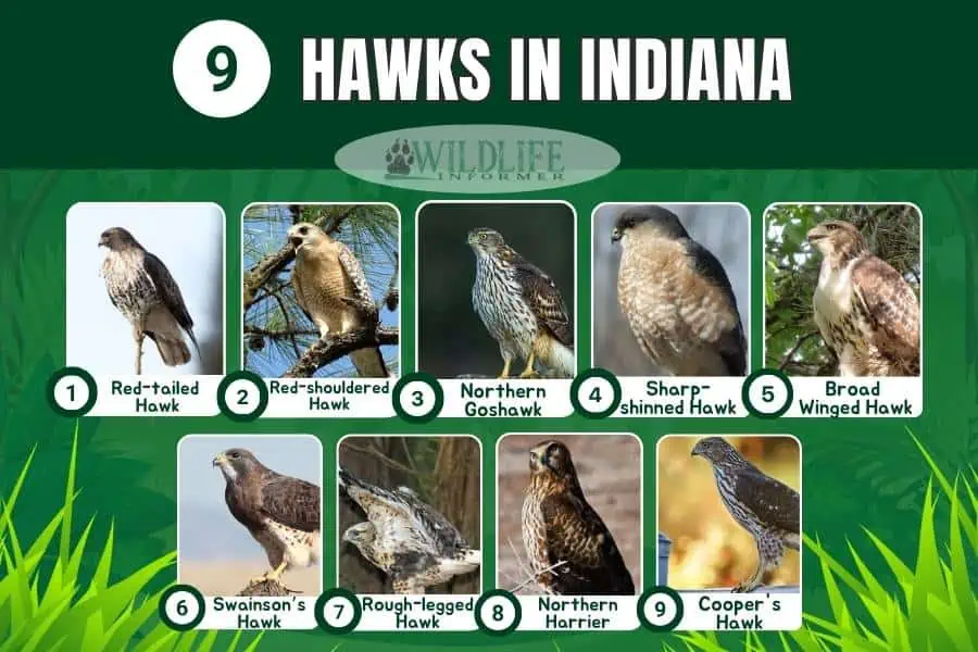 Photo collage hawks Indiana