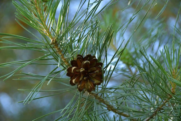 Do Pine Trees Grow From Pine Cones? Wildlife Informer