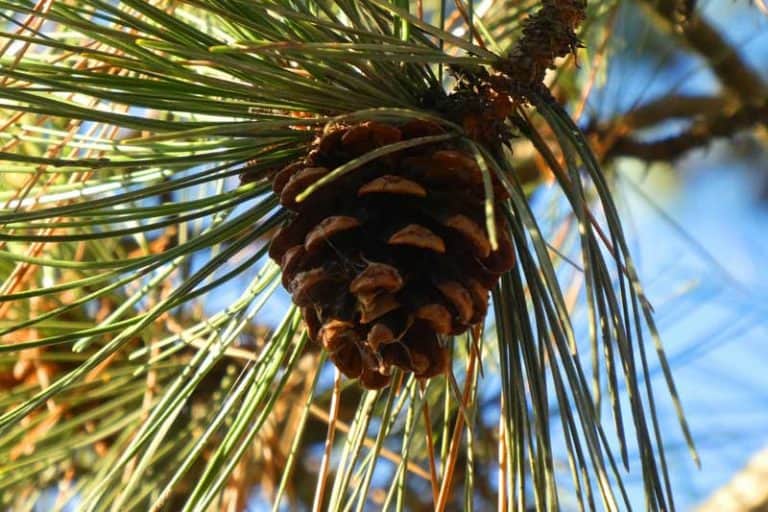 Do Pine Trees Grow From Pine Cones? Wildlife Informer