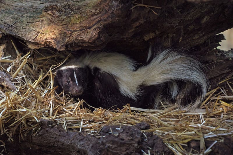 do skunks eat bird seed