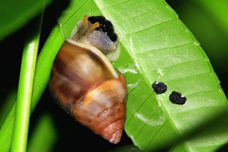 Do Snails Lay Eggs? Wildlife Informer