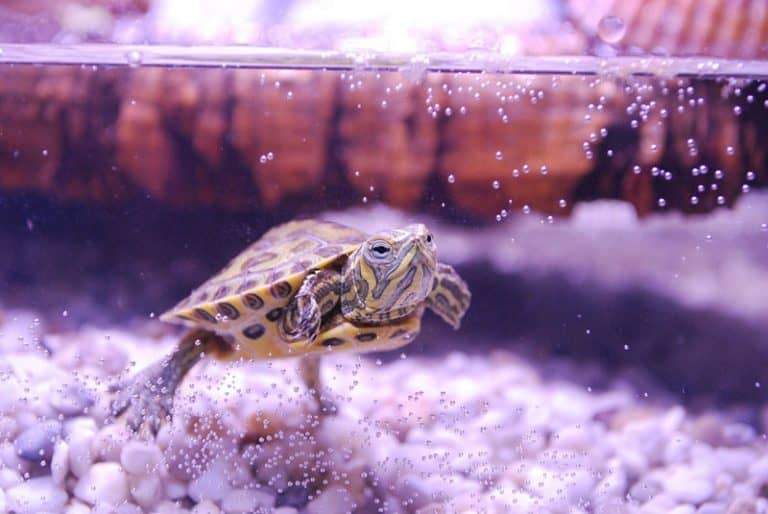 Do Turtles Breathe Out of Their Butts? (Yes!) Wildlife Informer