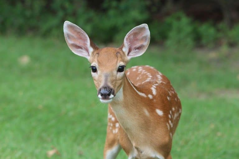 Do Coffee Grounds Keep Deer Away From Gardens? Wildlife Informer