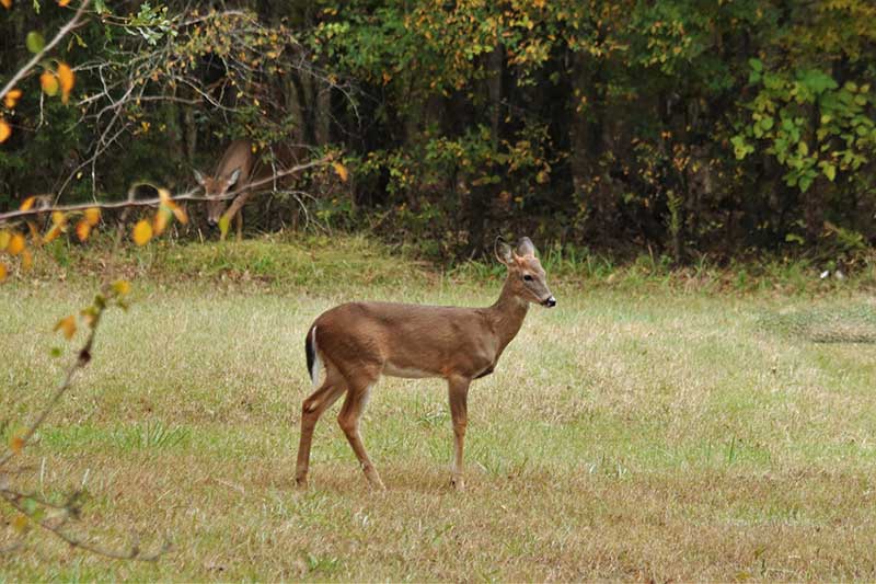 Do Coffee Grounds Keep Deer Away From Gardens Wildlife Informer
