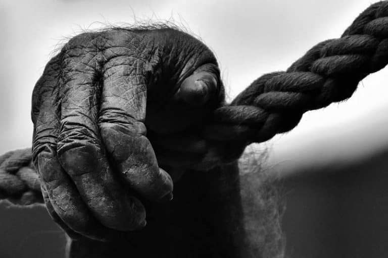 10 Animals With Opposable Thumbs (Most Common) Wildlife Informer