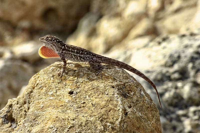 6 of the Most Common Lizards in Florida (Pictures) Wildlife Informer