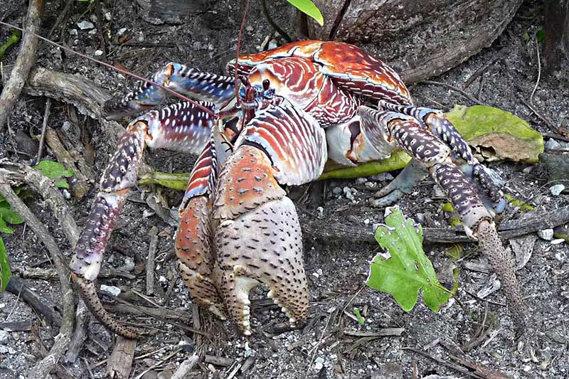 15 Examples of Crustaceans (With Pictures) - Wildlife Informer