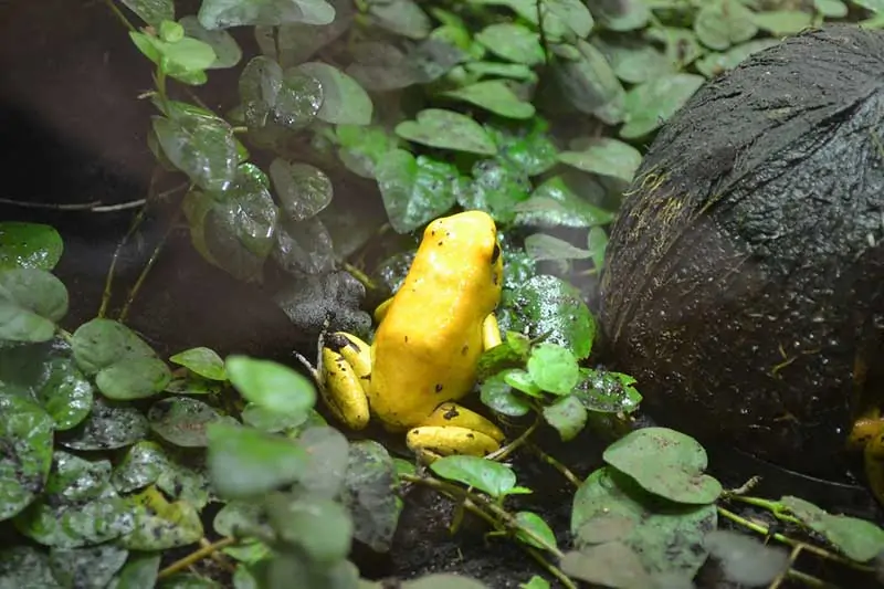 17 Of The World s Most Poisonous Frogs Vibrant But Lethal Wildlife 17 Of The World s Most Poisonous Frogs Vibrant But Lethal Wildlife