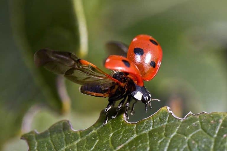 5 Types Of Animals With Exoskeletons Wildlife Informer