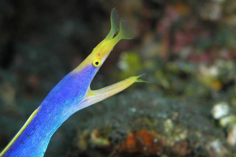 9 Species of Fish That Change Gender (With Pictures) - Wildlife Informer