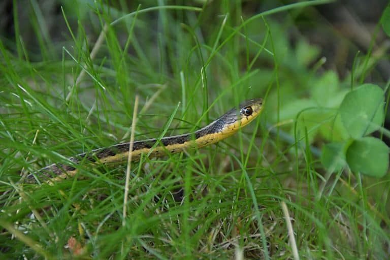 Water Snakes in Tennessee (9 Species With Pictures) Wildlife Informer