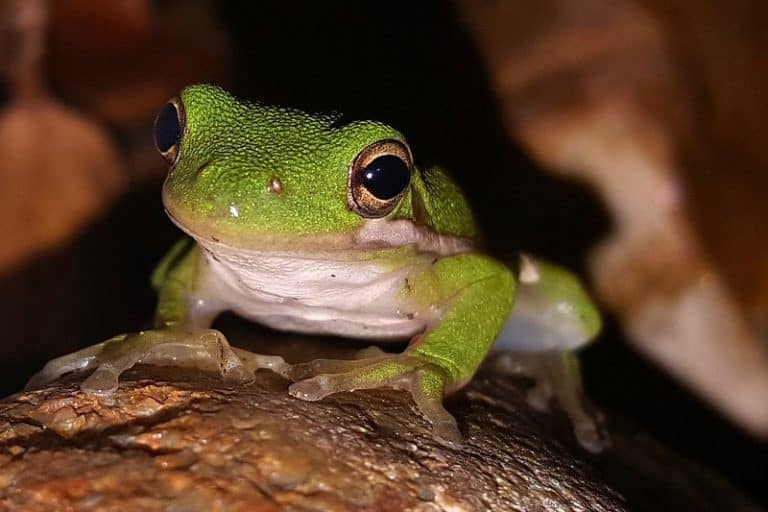 How to Attract Tree Frogs to Your Yard (7 Tips) Wildlife Informer