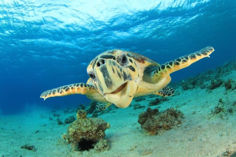 25-facts-about-hawksbill-sea-turtles-wildlife-informer