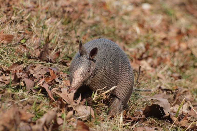 16 Animals That Reproduce Asexually (Pictures) Wildlife Informer