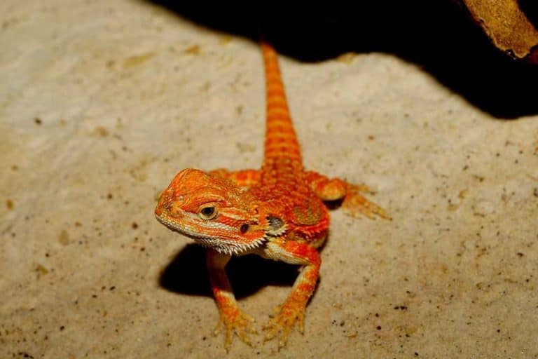 10 Low Maintenance Reptiles (That Make Great Pets) Wildlife Informer