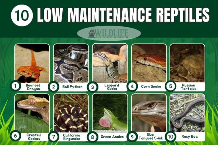 10 Low Maintenance Reptiles (That Make Great Pets) Wildlife Informer