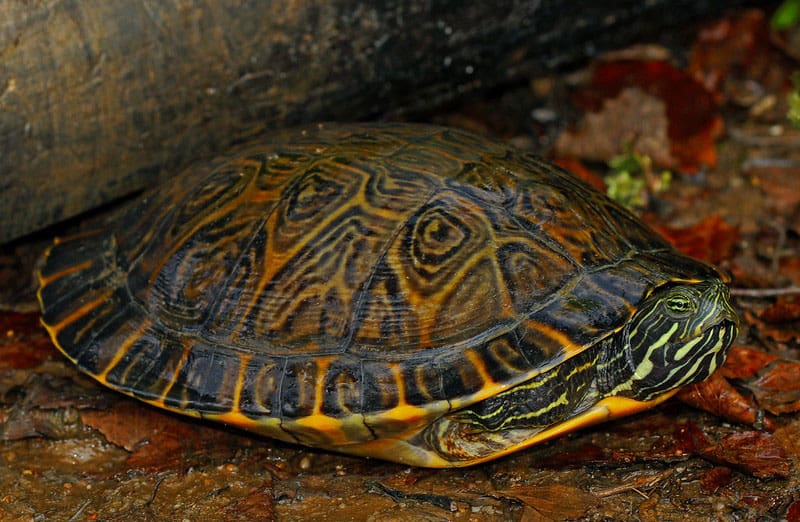 10 Species of Turtles in Georgia (With Pictures) - Wildlife Informer