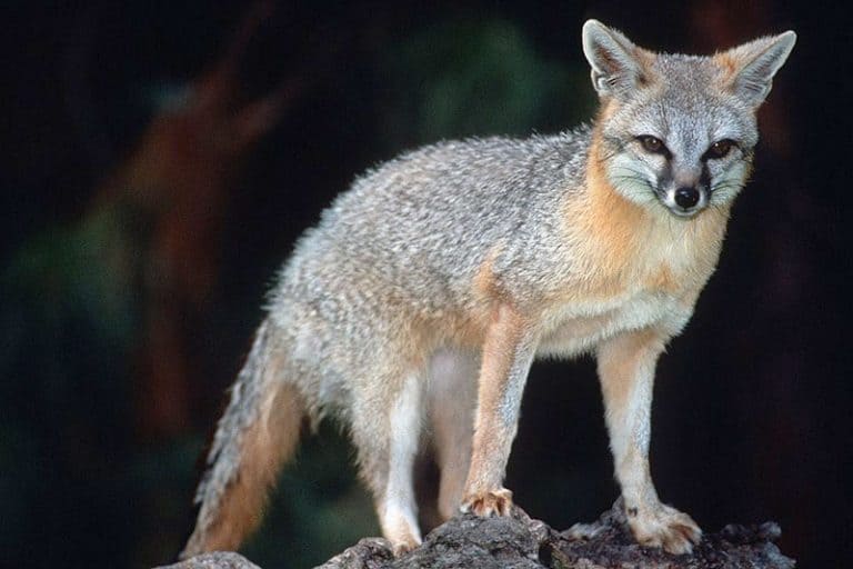 Foxes in Tennessee (2 Species With Pictures) Wildlife Informer