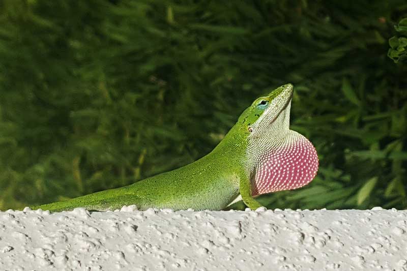 9 Examples of Reptiles That Can Change Colors Wildlife Informer