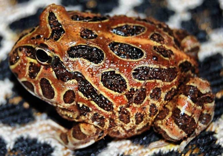 25 Cool Facts About Pacman Frogs Wildlife Informer