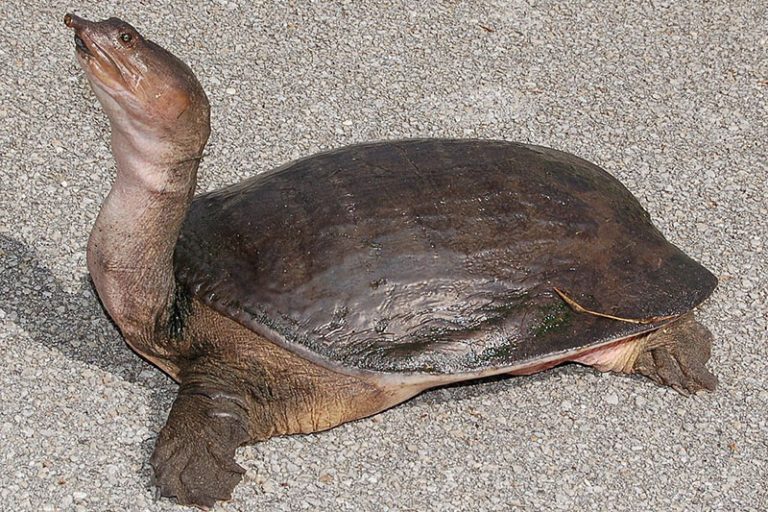 10 Species of Turtles in (With Pictures) Wildlife Informer