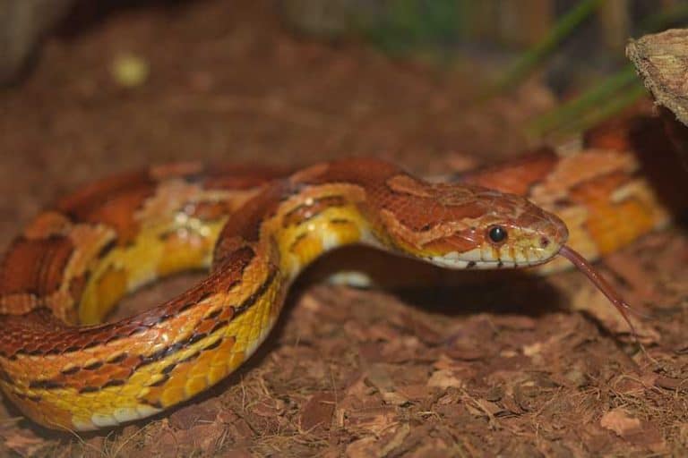 Get Wise To Snakes That Look Like Copperheads Before Its Too Late - uadm4br