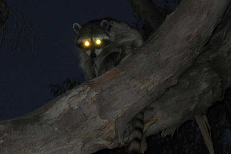 Nocturnal Animals in Florida (9 Species With Pictures) - Wildlife