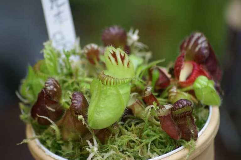 20 Examples of Insect Eating Plants (Pictures) Wildlife Informer