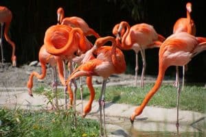 Can Flamingos Fly? (Interesting Facts and Pictures) - Wildlife Informer