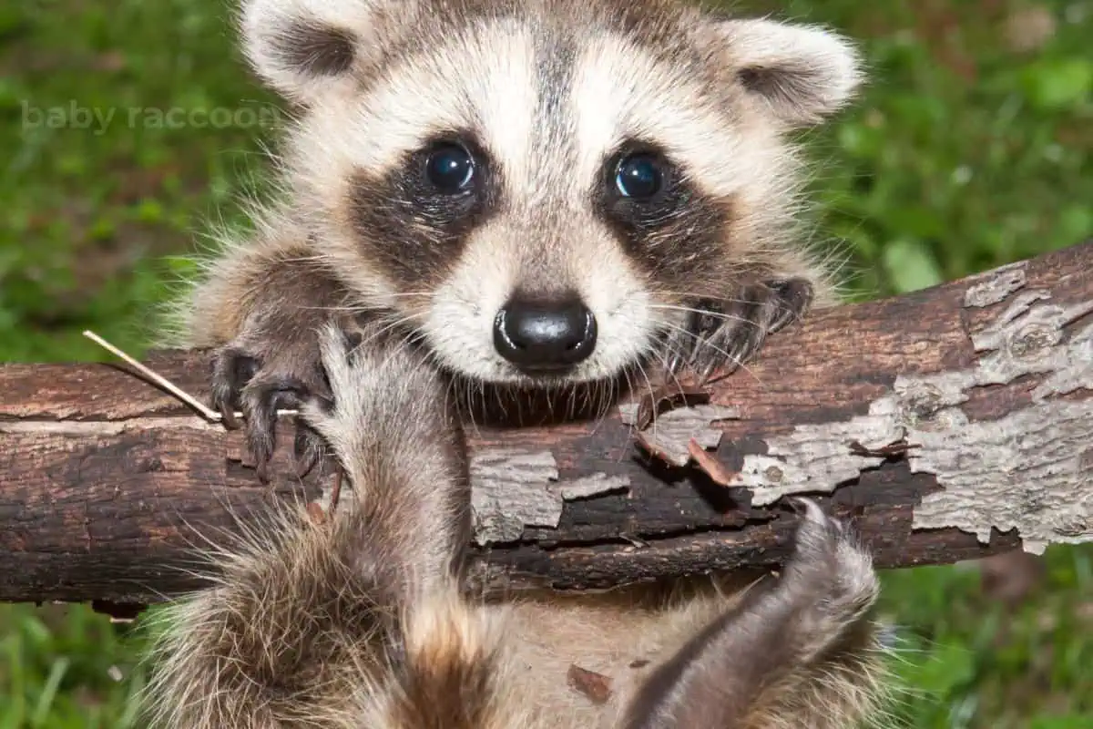 baby raccoons climbs
