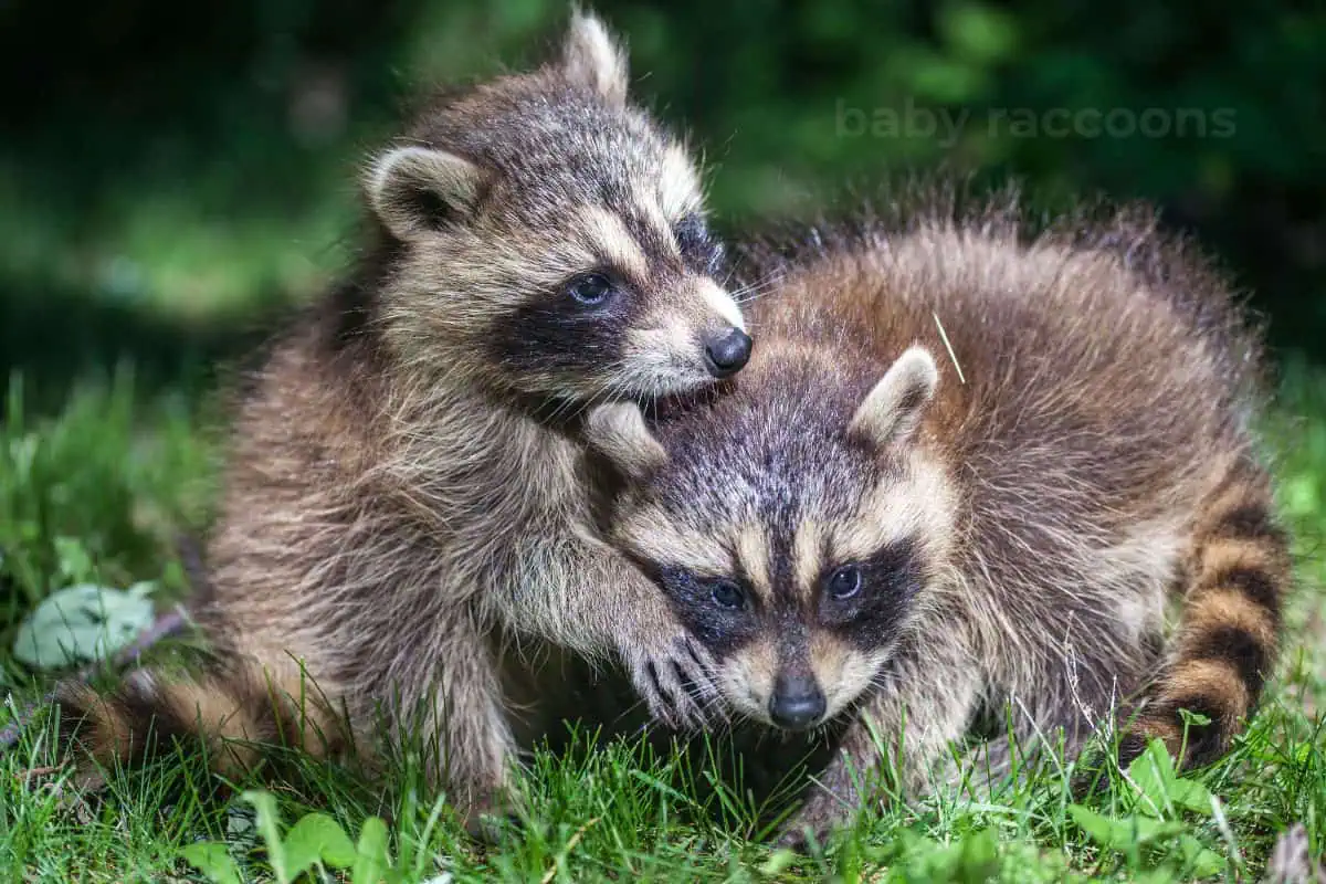 baby raccoons playing