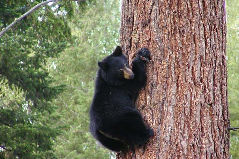 Black Bear Population by State (Recent Reports) Wildlife Informer