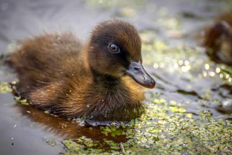 9 Interesting Facts About Ducklings Wildlife Informer