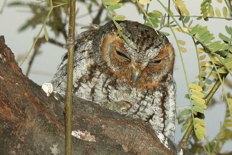 Owls in Utah (11 Species With Pictures) Wildlife Informer