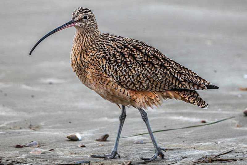 Birds With Long Beaks 24 Species With Pictures Wildlife Informer