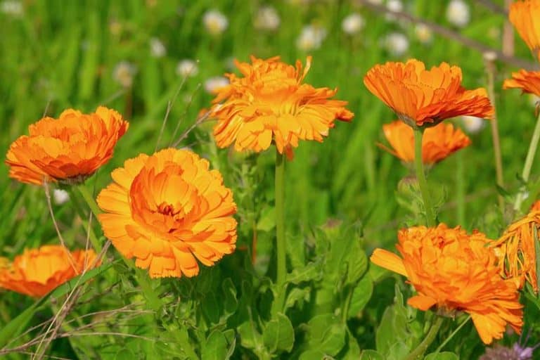 Do Marigolds Keep Rabbits Away? Wildlife Informer